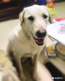 狗狗寻找凯凯最新爆料,揭秘最新线索与进展